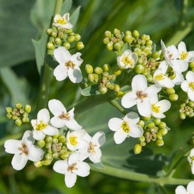 Третман за коса со Манука Мед 7`TH HEAVEN 